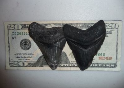 Caspersen-beach sharks teeth